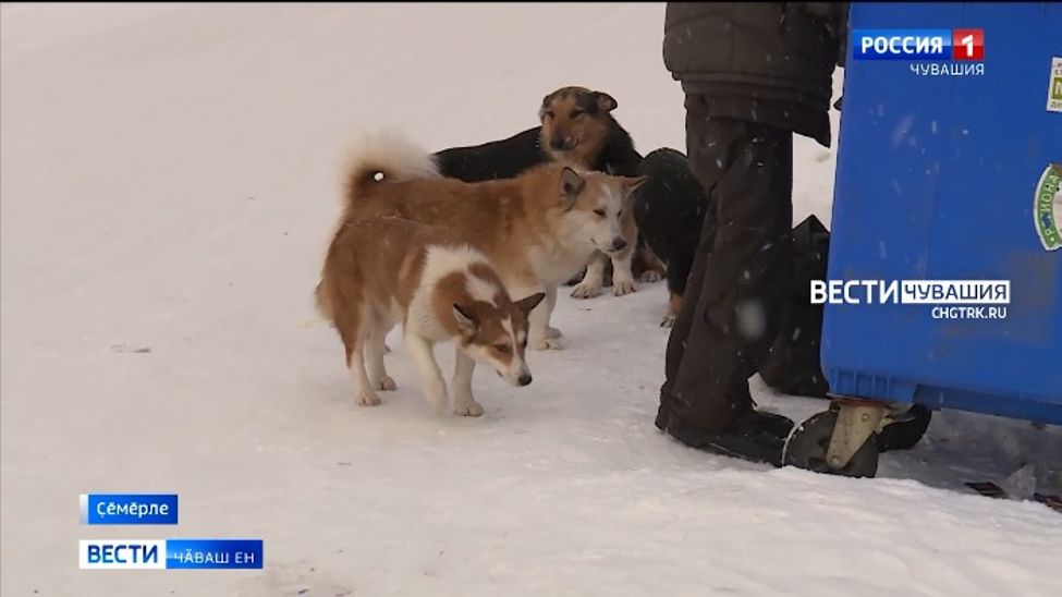 Ҫӗмӗрлере пурӑнакансене килсӗр-ҫуртсӑр йытӑсем канӑҫ памаҫҫӗ