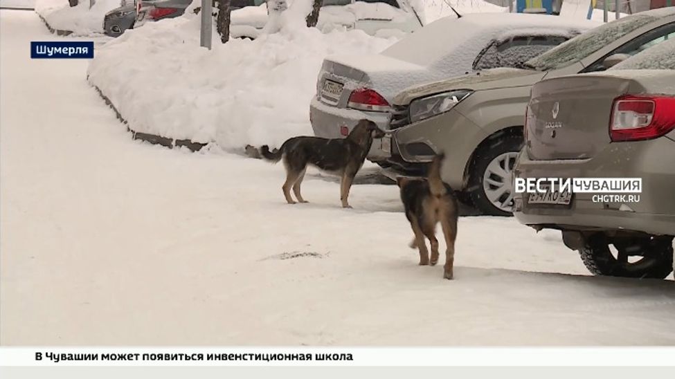 Глава Чувашии поручил построить приют для бездомных животных в Шумерле