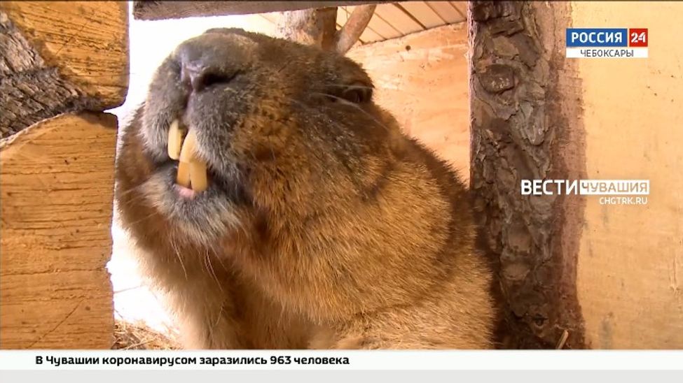 Чебоксарские сурки предсказали раннюю весну 