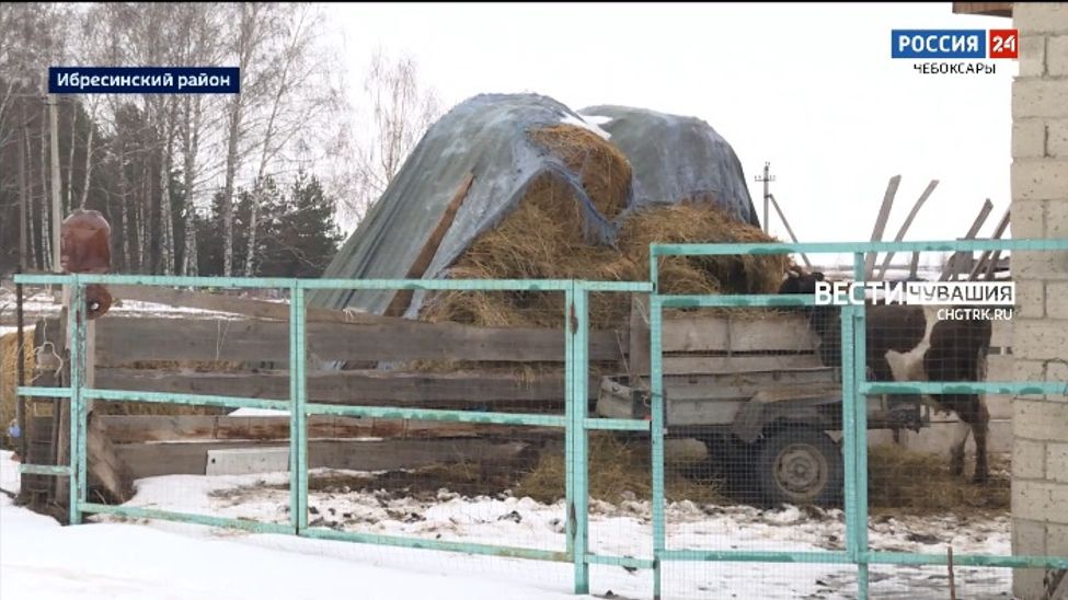 Сюжет ГТРК «Чувашия» о коровнике в бывшей школе привел к проверке прокуратуры