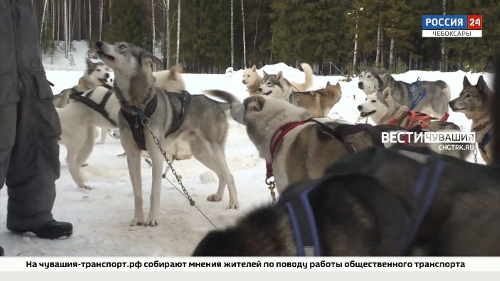 В Чувашии во второй раз состоялись гонки на собачьих упряжках