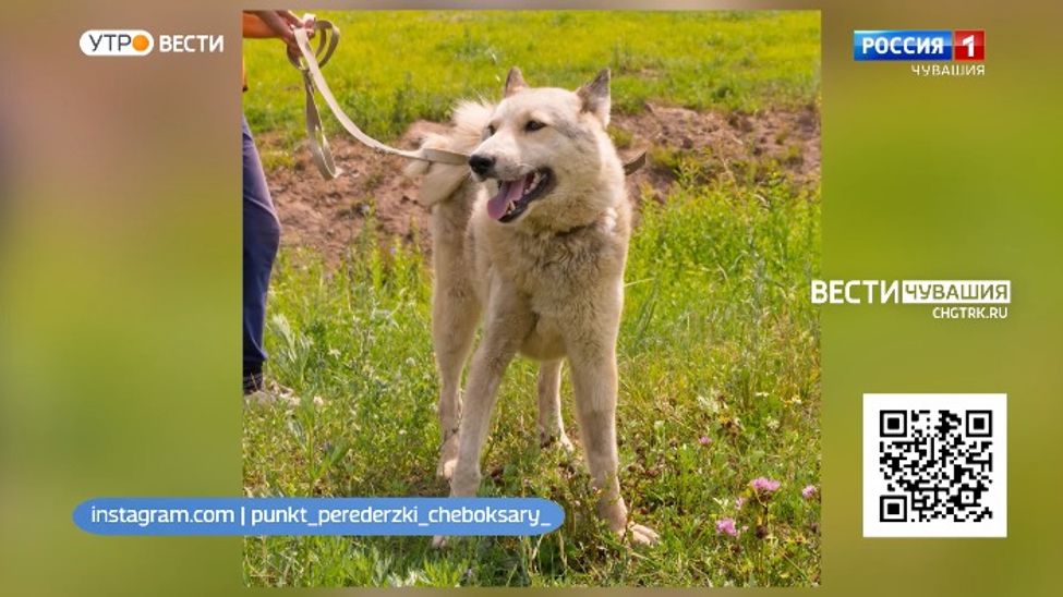 Джиджи машет хвостиком и ждет в гости. Проект "Найди друга". №12