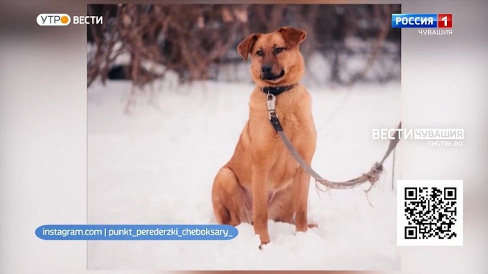 Проект "Найди друга". №13. Общительная и яркая Тыква