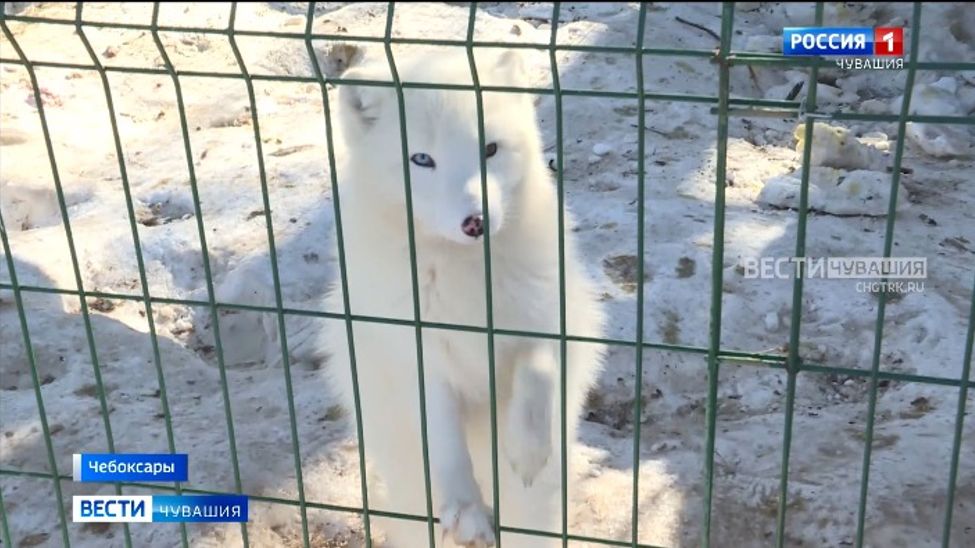 Мраморным лисам и песцам чебоксарского зооуголка «декретные» выдадут едой 