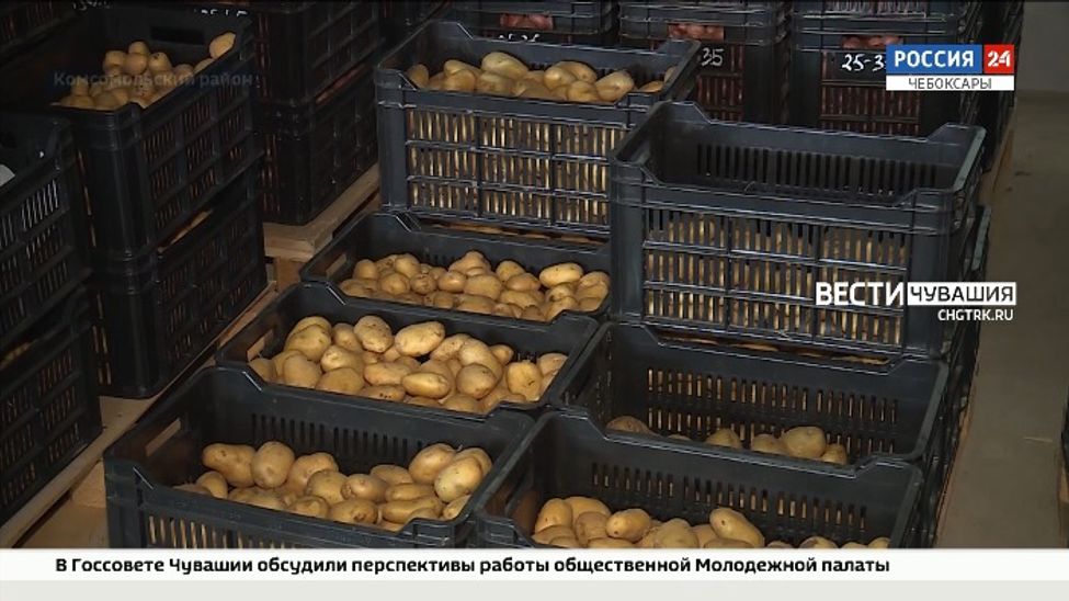 К 2023 году аграрии Чувашии планируют полностью отказаться от импортных семян картофеля