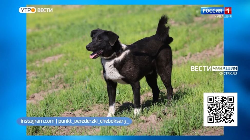 Байрон - настоящий фанат подвижных игр. Проект "Найди друга". №14