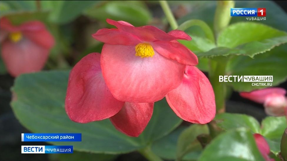 Как будут выглядеть почти 130 цветников в Чебоксарах в этом году?