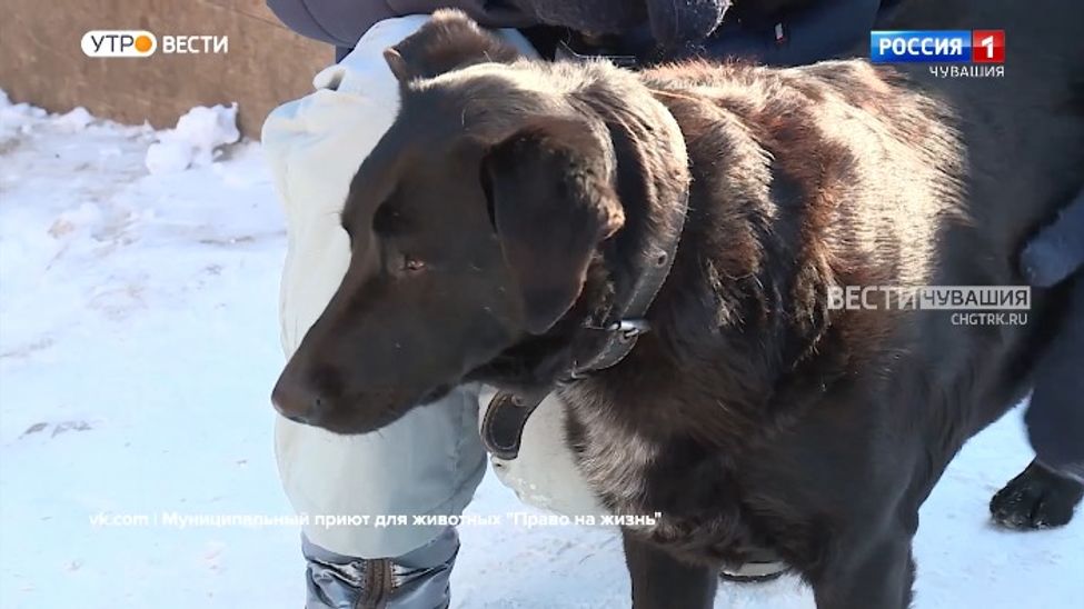 Проект "Найди друга". №15. Мини-копия лабрадора - Мегги