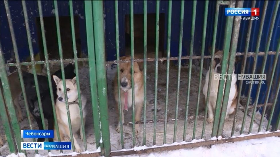 Прокуратура Чувашии: чтобы разгрузить столичный приют для животных нужно построить новые