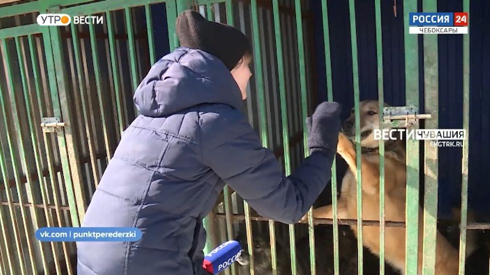 Проект "Найди друга". №16. Настоящий компаньон - Улыбка