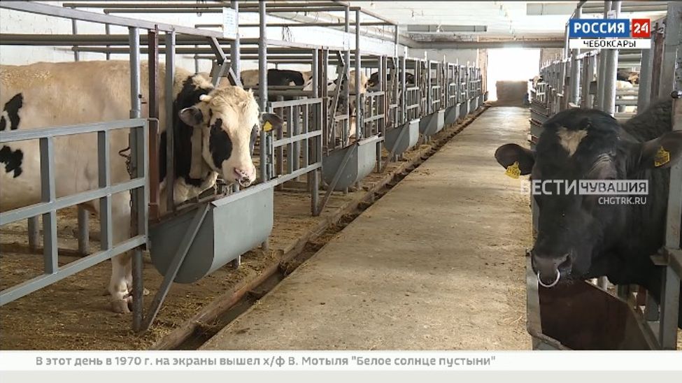 В Чувашии успешно развивают племенное животноводство в условиях импортозамещения