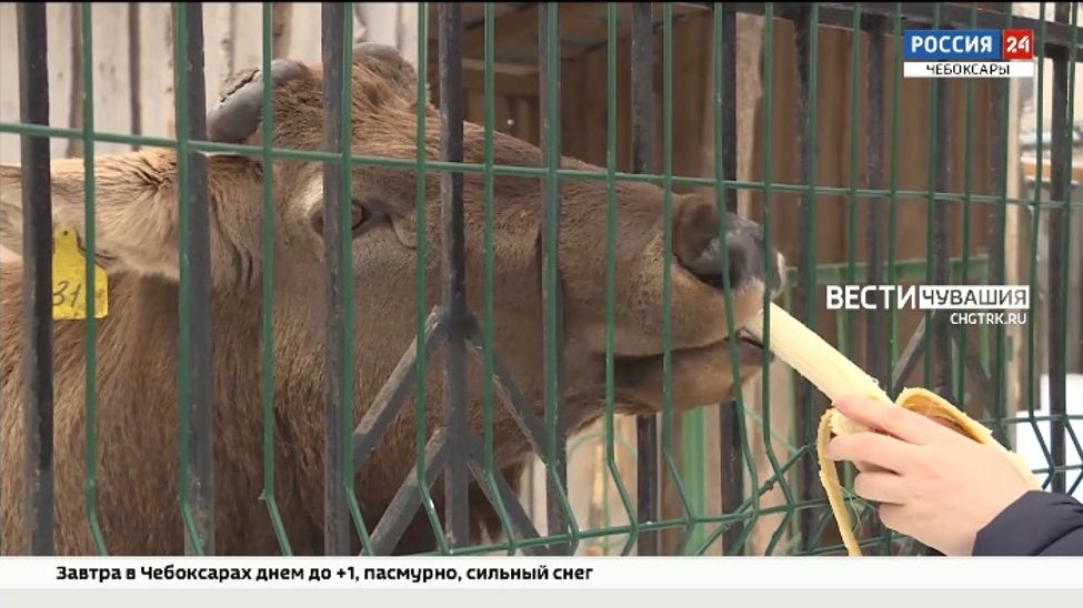 В Парке Николаева марал по кличке "Красавчик" сбросил рога