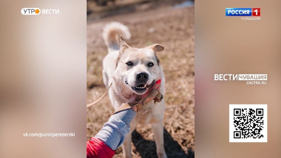 Хвостатый, напоминающий по характеру мишку - Бьерн. Проект "Найди друга". №17.   