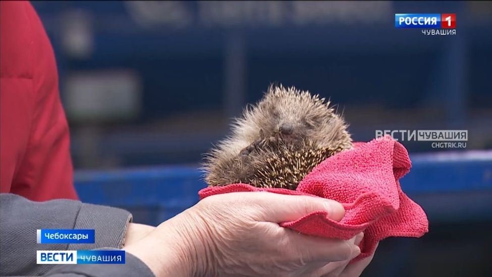 В Чебоксарах сортировщицы мусороперегрузки спасли ёжика