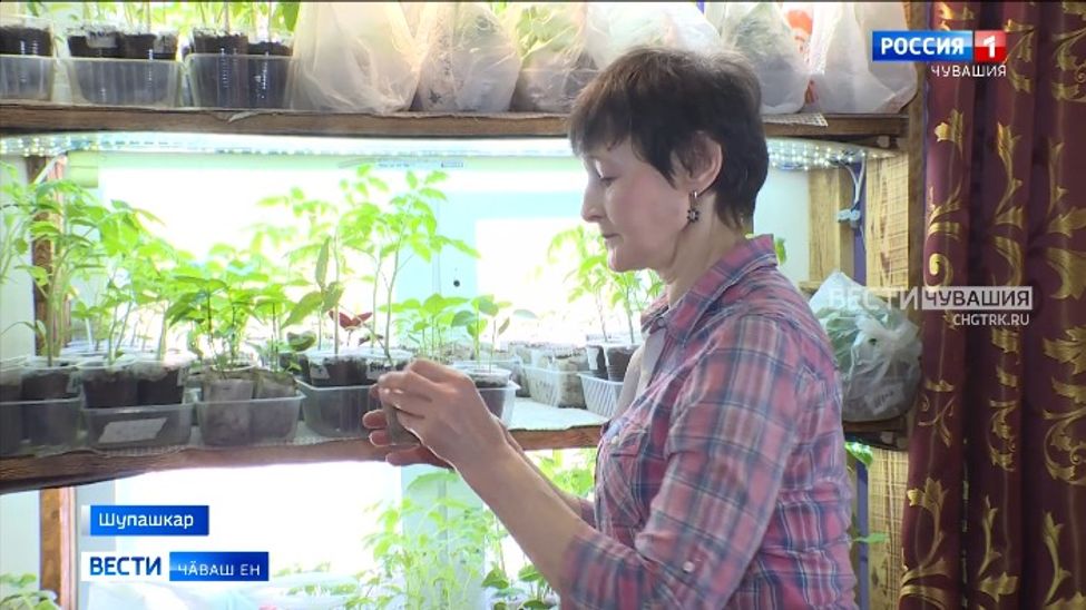 Шупашкарта пурӑнакан пахчаҫӑ ҫулсерен ҫӗр ытла тӗрлӗ помидор туса илет