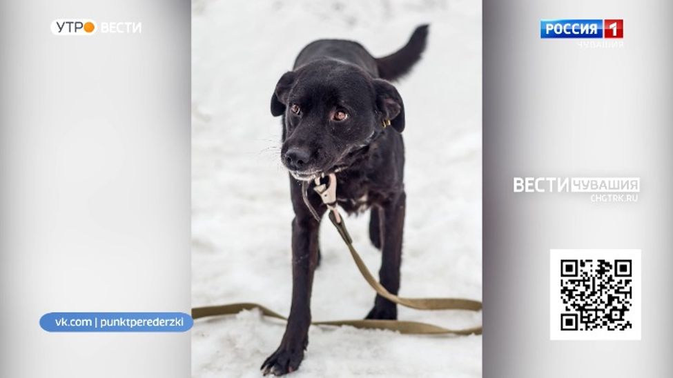 Проект "Найди друга". №18. Дружелюбный и ласковый Леон 