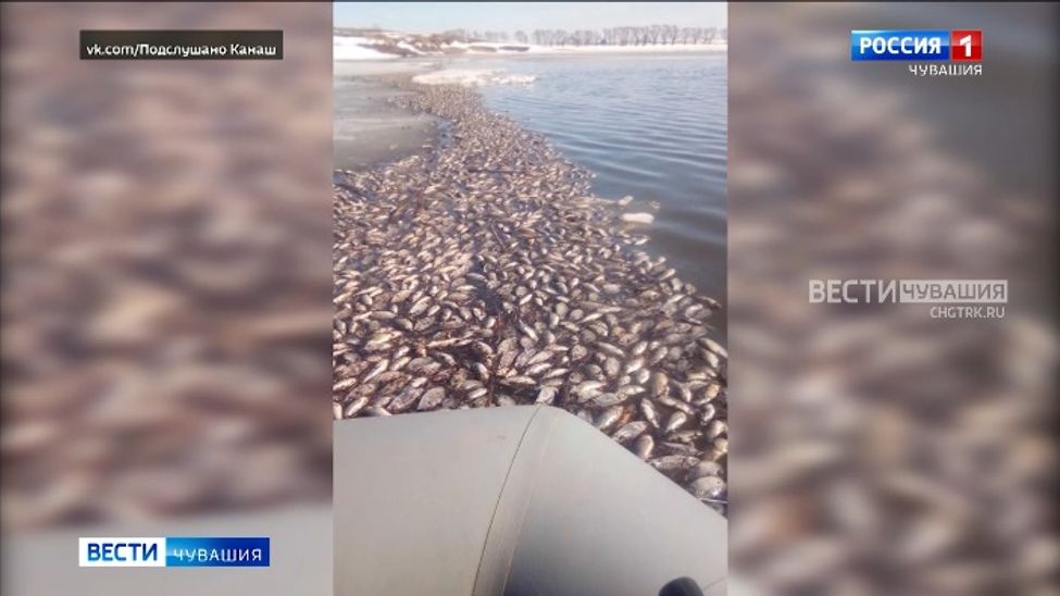 Специалисты определяют причину замора рыбы в канашском «Черном море»