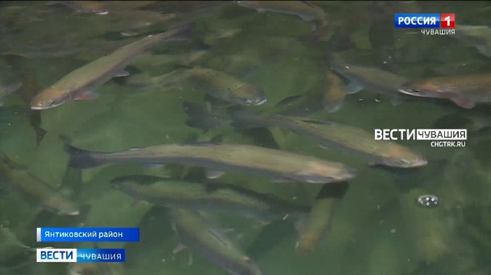 В Чувашии бывший военнослужащий смог открыть форелевое хозяйство благодаря гранту