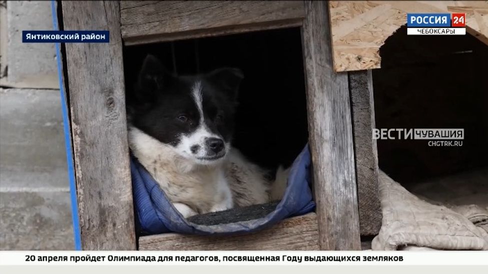 «Звезда интернета» из Янтиковского района во время потока воды не пострадала