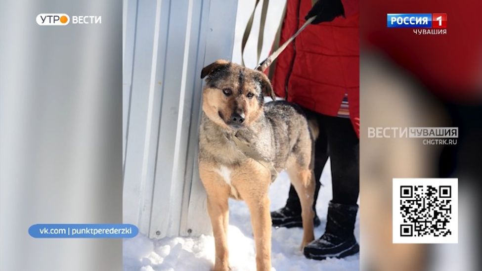 Проект "Найди друга". №19. Друг, который точно не бросит в беде - Банди