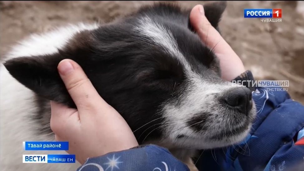 Тӑвай районӗнчи Ямпулат ялӗнчи йытӑ интернет ҫӑлтӑрӗ пулса тӑчӗ