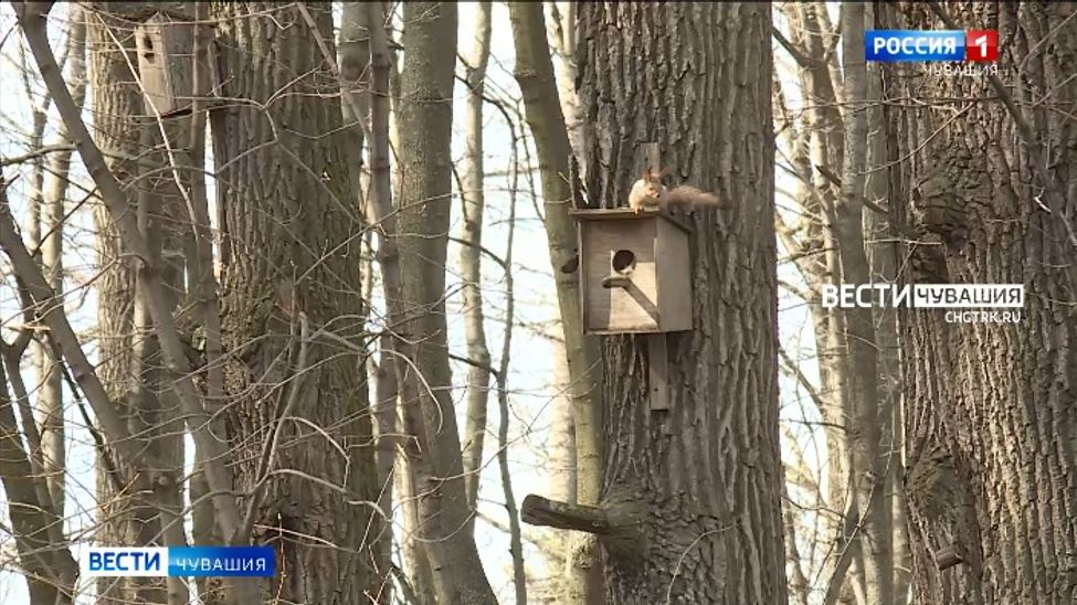 В Чувашии проходит экологическая акция "Каждому скворцу по уютному дворцу"
