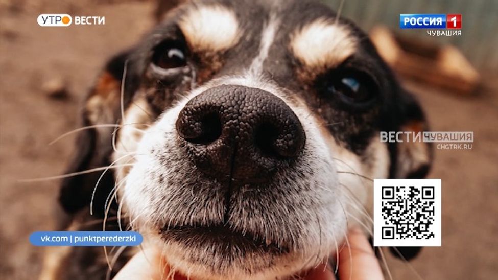 Проект "Найди друга". №20. Миниатюрный и игривый  - Чип