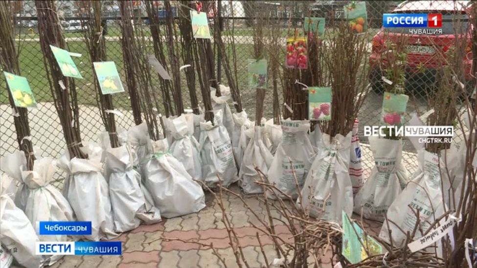 Чебоксарцы могут приобрести челябинские саженцы до 15 мая