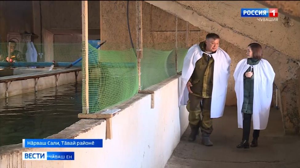 Тӑвай тӑрӑхӗнчи фермер грант укҫипе форель ӗрчетме пуҫланӑ 