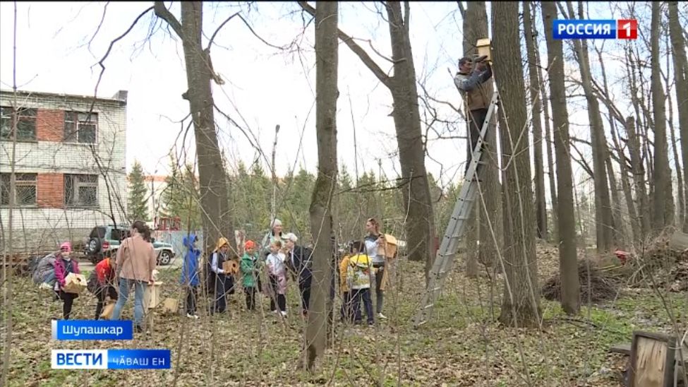 Ывӑнма пӗлмесӗр шӑнкӑрч шӑхӑрать, юрлать