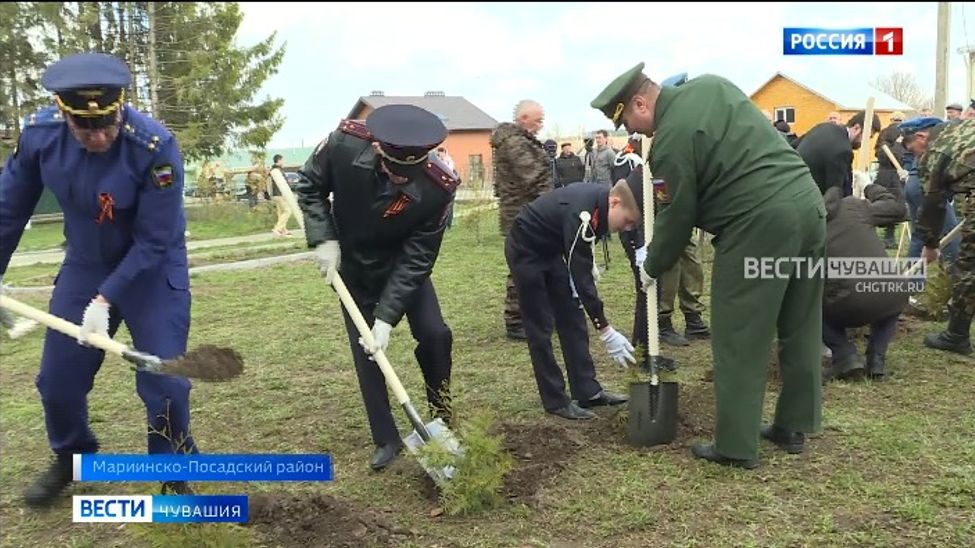 В Мариинско- Посадском районе высадили более 20 саженцев туи в честь павших в Великой Отечественной войне