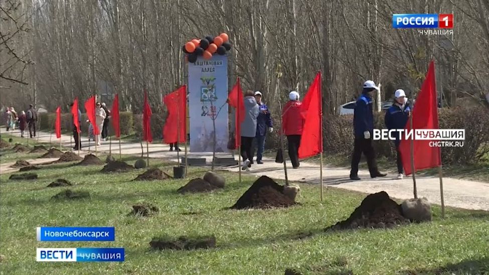 В Новочебоксарске появилась Каштановая аллея