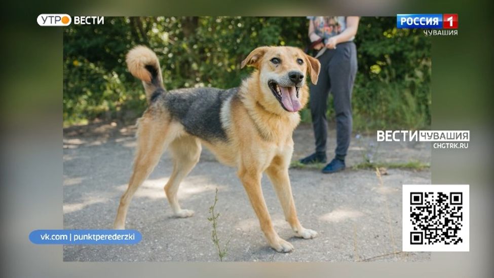 Проект "Найди друга". №20. Компанейская и жизнелюбивая Найда