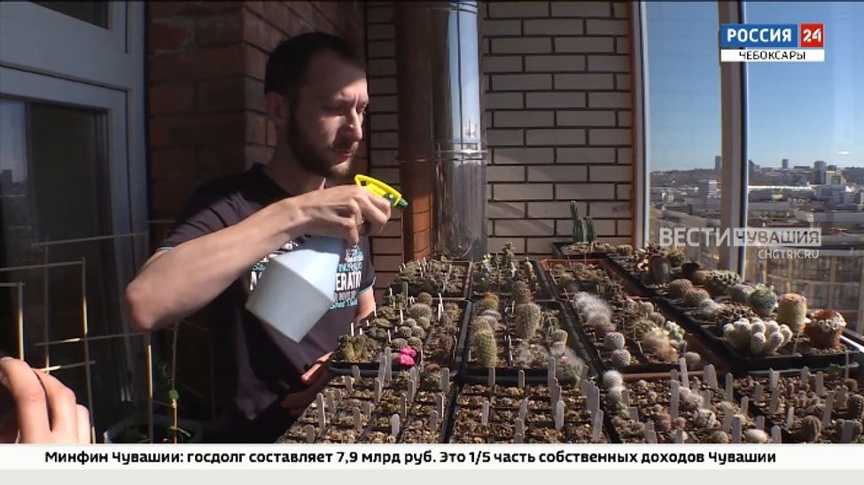 Чебоксарец выращивает кактусы в своей квартире. В его коллекции - около 200 видов