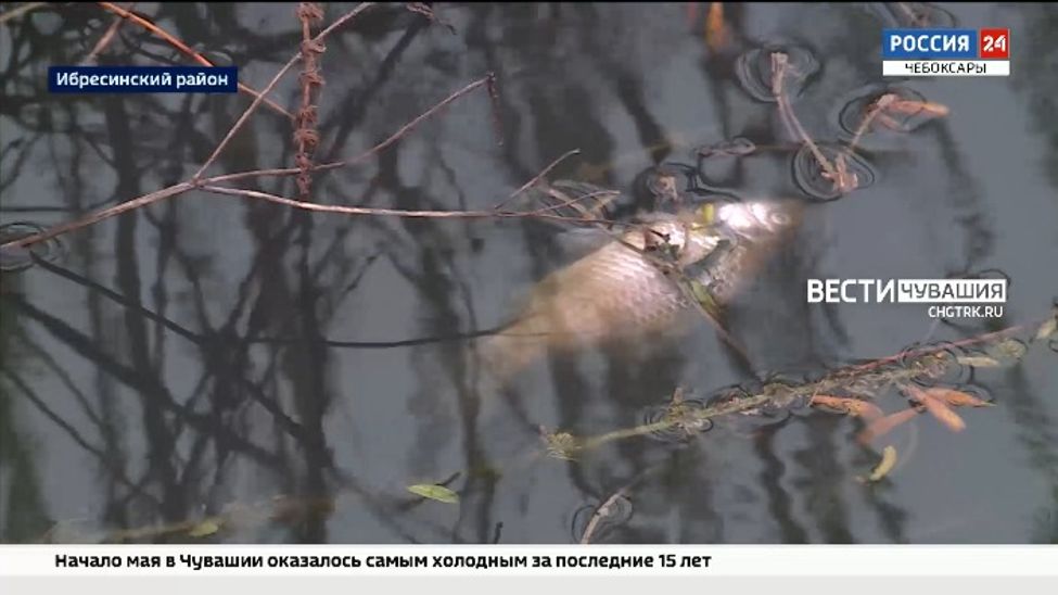 Замор рыбы в Ибресинском районе произошел из-за разлива стоков на молокозаводе