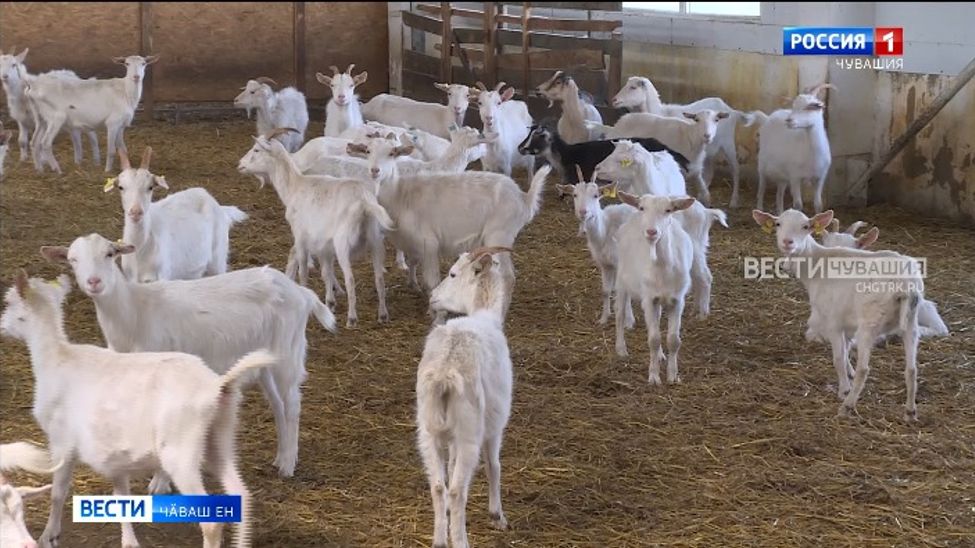 Ял хуҫалӑх министерстви грант илме тивӗҫлисен ячӗсене пӗлтернӗ