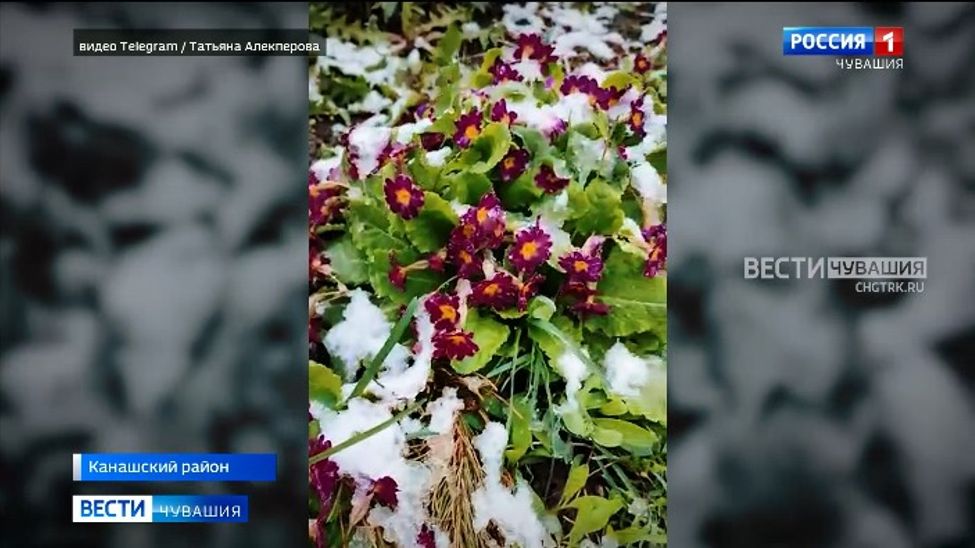 В Чувашии ожидаются заморозки и мокрый снег