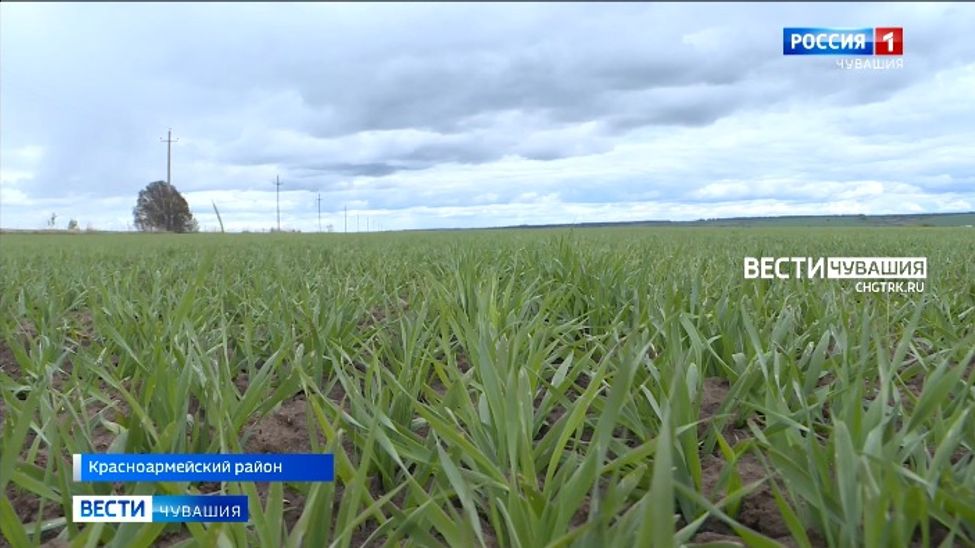 Распространение жуков-вредителей по полям Чувашии может увеличить площадь внесения пестицидов