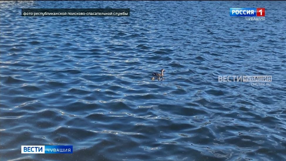 В Чебоксарах спасатели достали со дна коллектора на заливе птенцов дикой утки