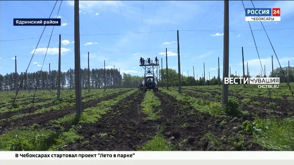 В Чувашии площади под хмель хотят увеличить до 1000 гектаров