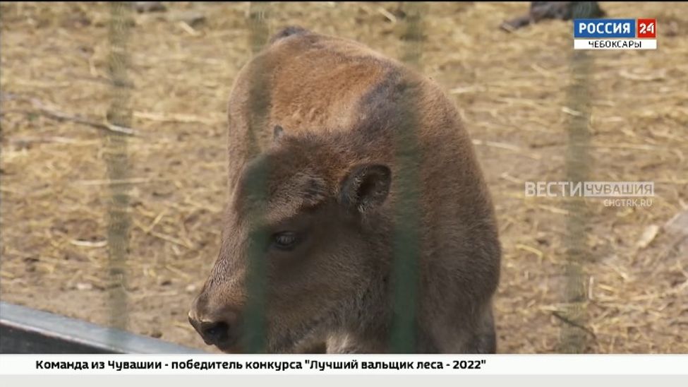В новочебоксарком зоопарке пополнение: зубробизон, волк и 6 енотовидных собак 