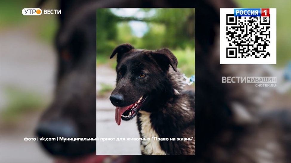 Проект "Найди друга". №22. Компаньон для летних прогулок - Гора 