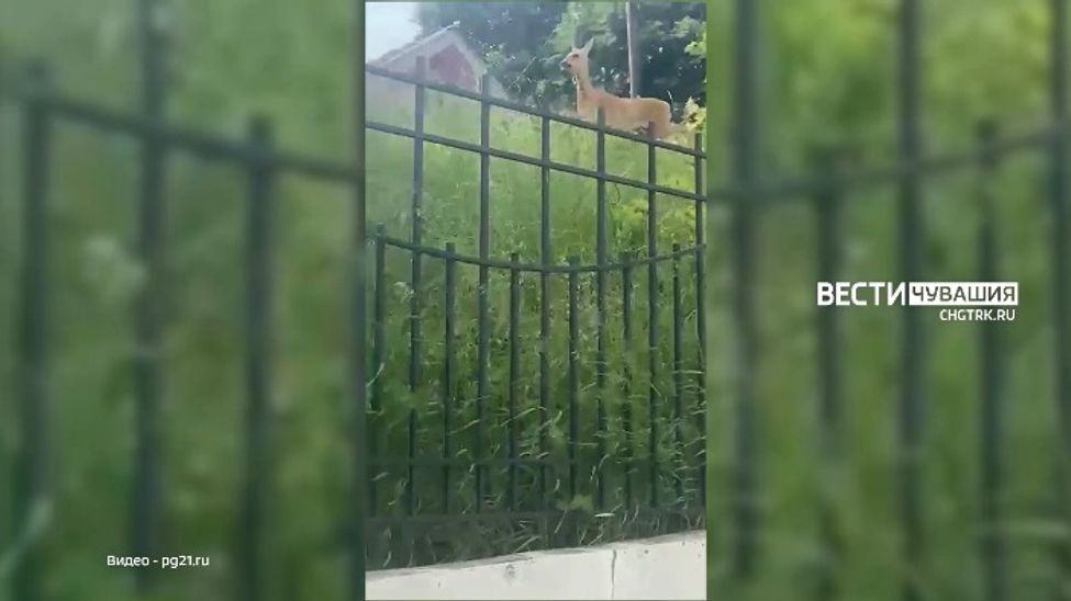 В Чебоксарах горожане заметили косулю