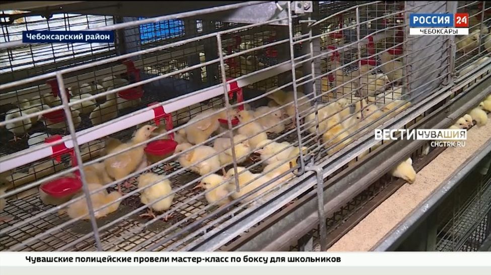 В июне на птицефабрике в Чебоксарском районе появились первые птенцы - 44 тысячи цыплят