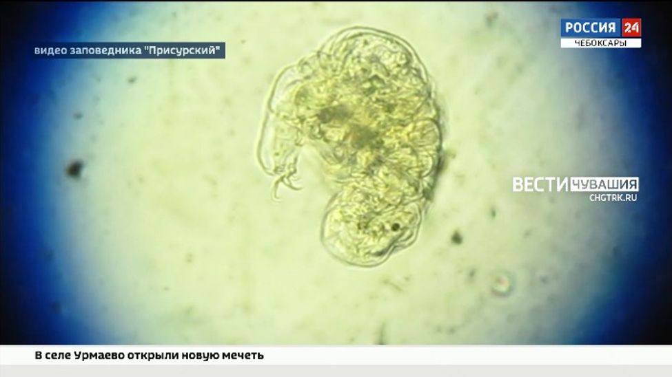 В Чувашии обнаружили "бессмертных" существ