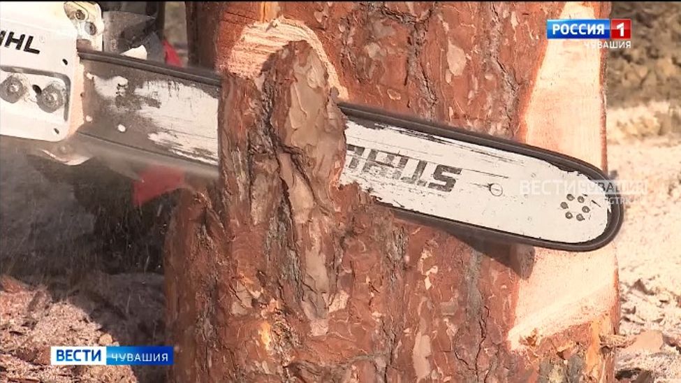 В Чувашии усилят контроль за оборотом древесины