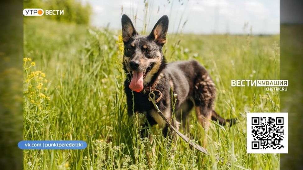 Проект "Найди друга". №25. Робкая и стеснительная Гномик