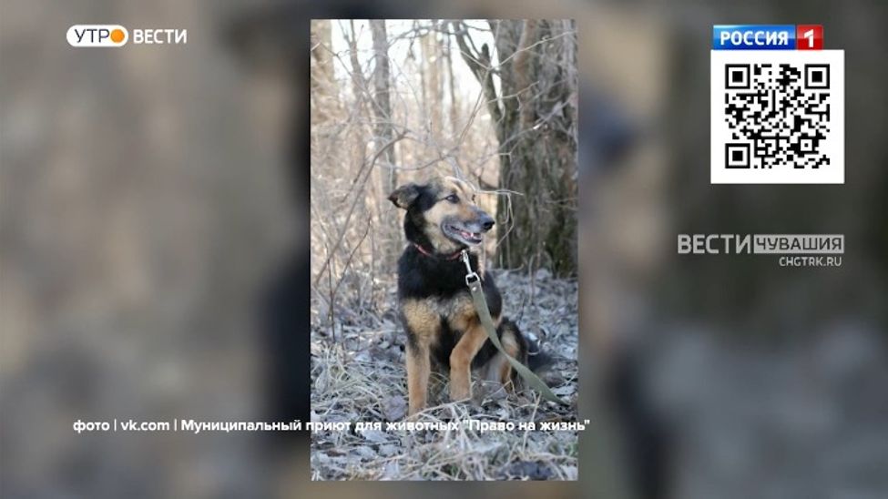 Ищем хозяина для Мышки. Проект "Найди друга". №26.