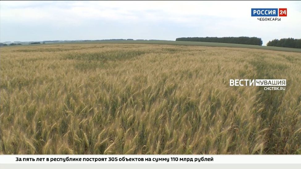 В этом году в Чувашии введут в оборот 11 тысяч га неиспользуемых сельхозземель