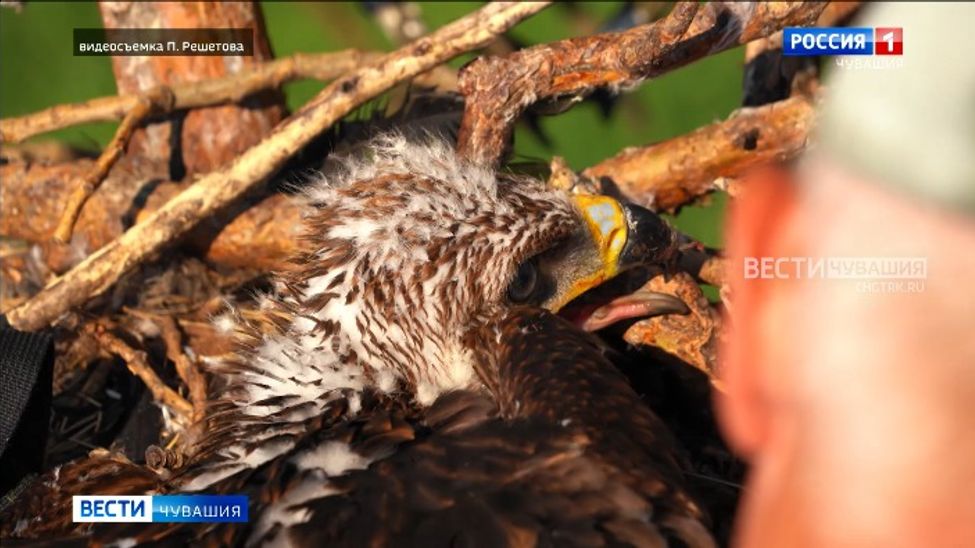 В Чувашию спустя 13 лет вернулись редкие птицы - солнечные орлы 